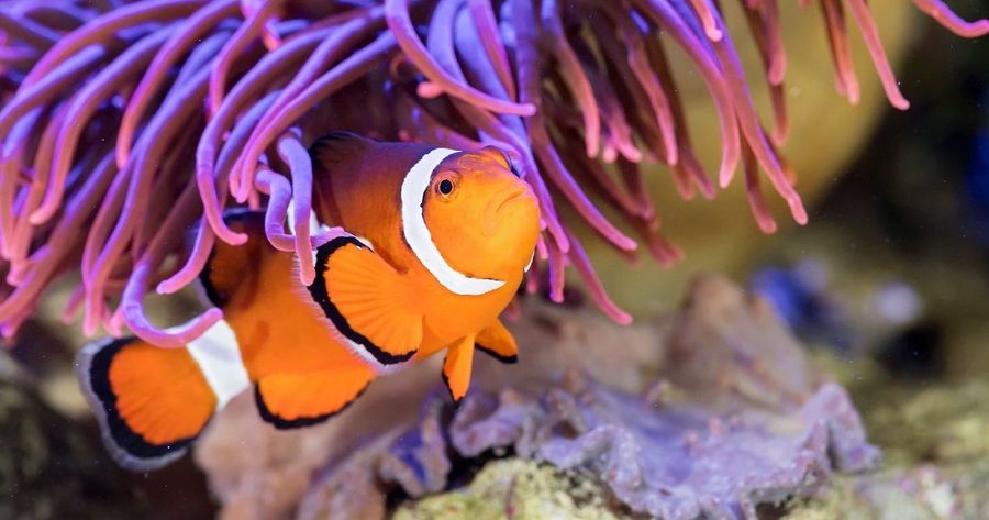 haus-des-meeres-anemonenfisch-aquarium