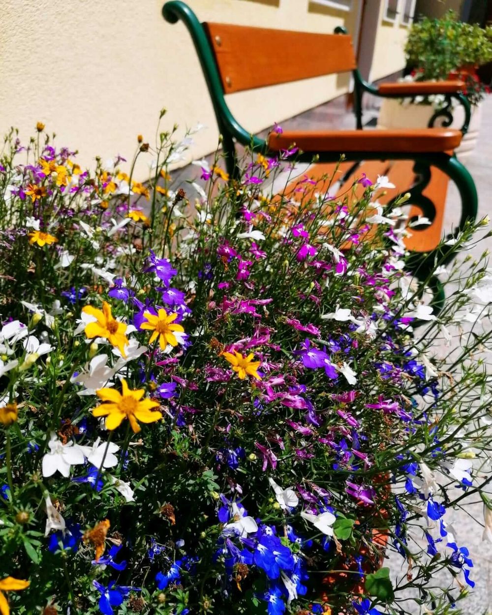 Colorful flowers in a flower box in front of a wooden bench with green cast-iron frame in a sunny courtyard.