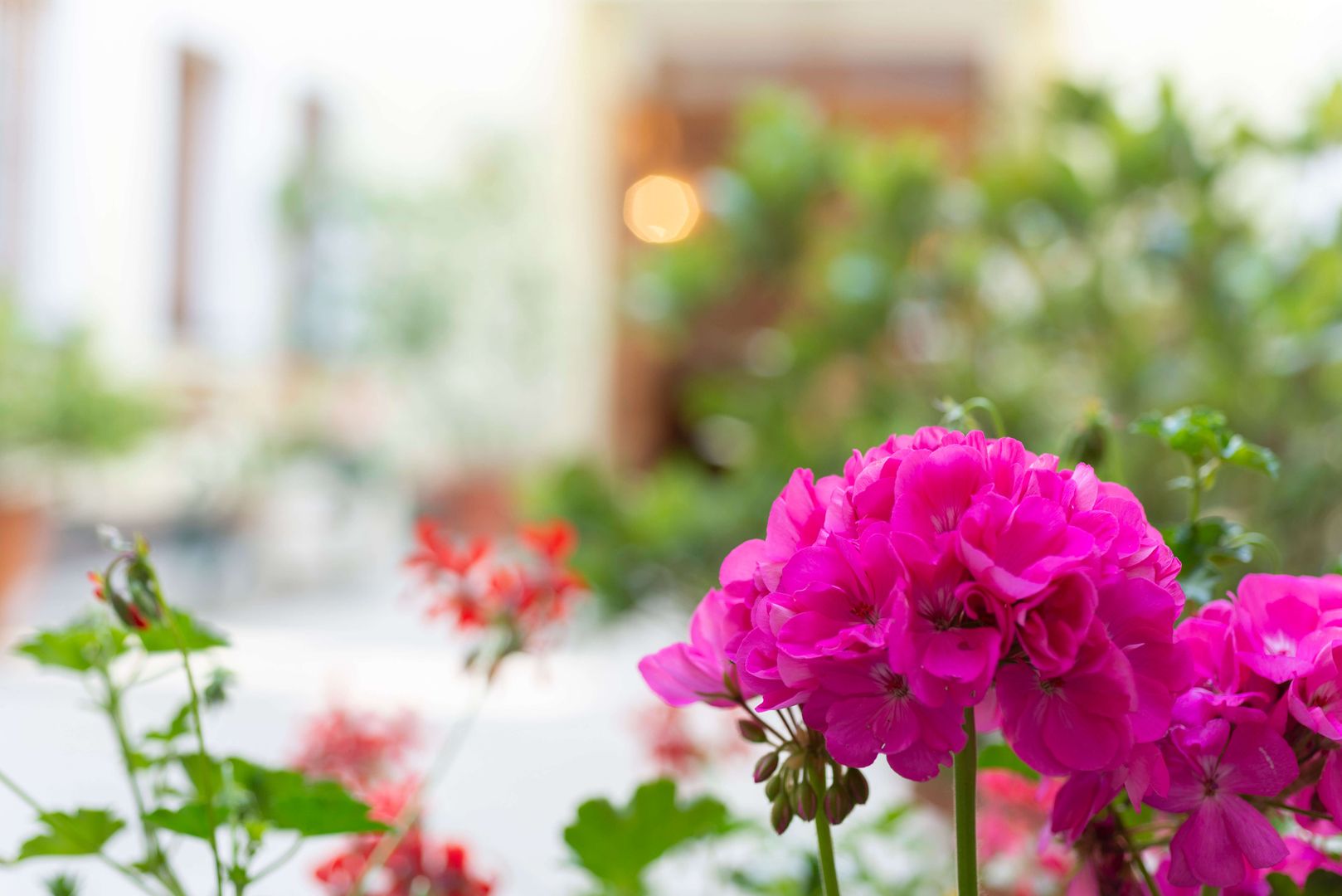 Leuchtend pinke Geranien im Fokus mit verschwommenem grünen Innenhof im Hintergrund.