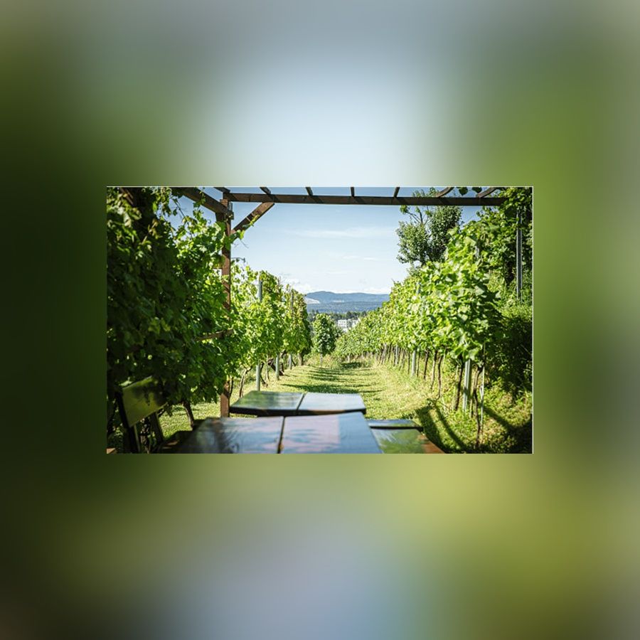 Aussicht vom Restaurant aus auf einen Weinberg mit Tisch und Sitzbänken im Vordergrund