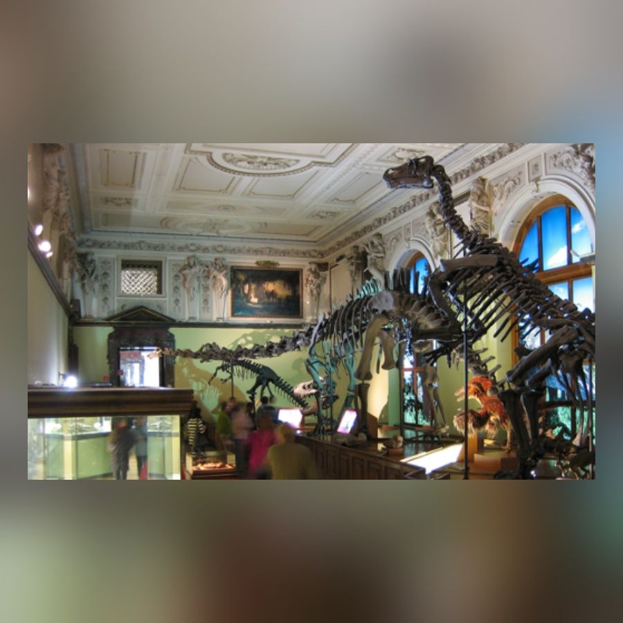 Große Halle in einem Museum mit Dinosaurierskeletten und einer Decke mit Verzierungen