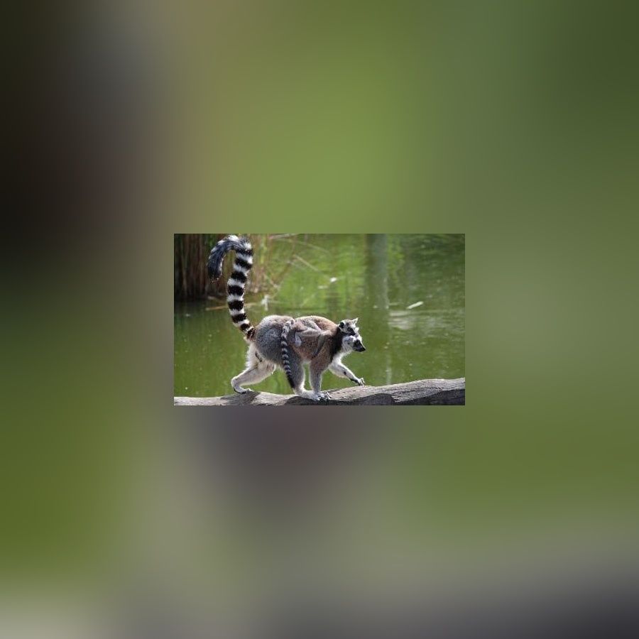 Ein Lemur mit einem Baby auf dem Rücken spaziert auf einem Baumstamm.