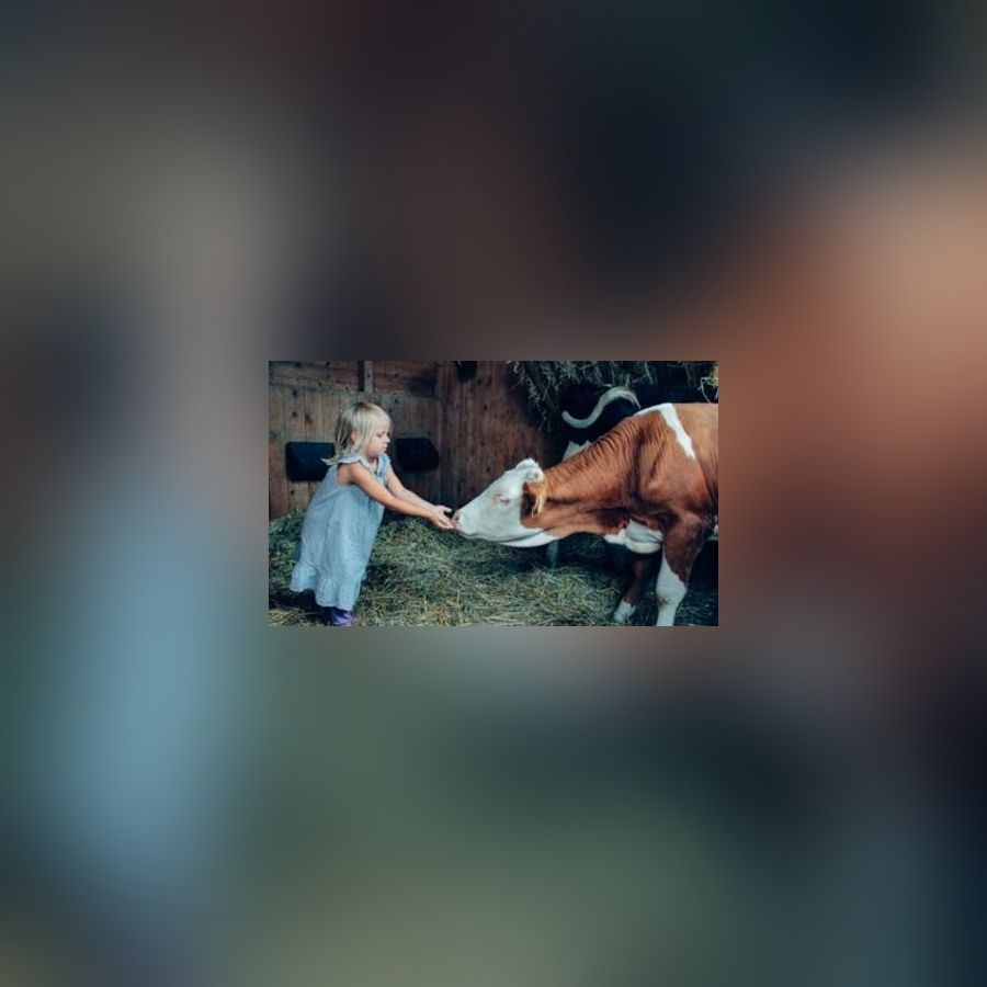 Ein blondes kleines Mädchen füttert eine Kuh im Stall.